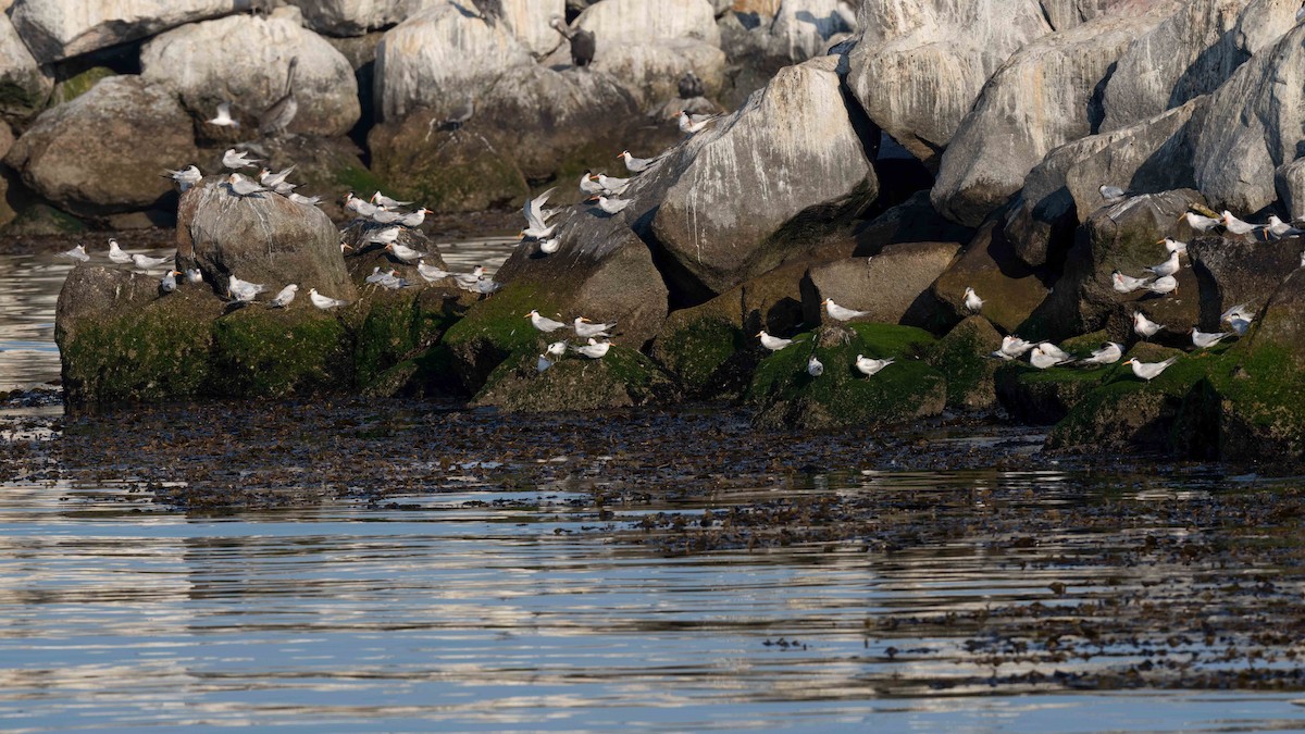 Elegant Tern - ML623159431