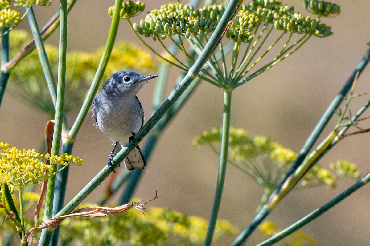 Blue-gray Gnatcatcher - ML623159482