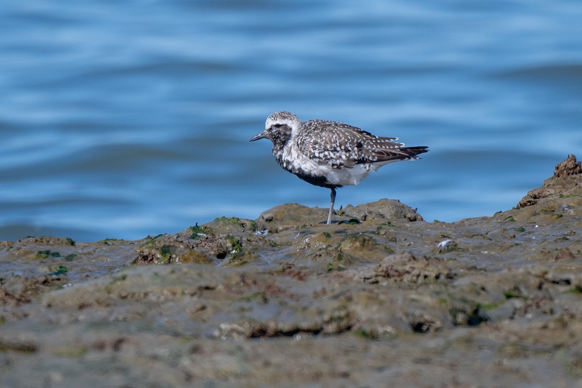 Black-bellied Plover - ML623159486