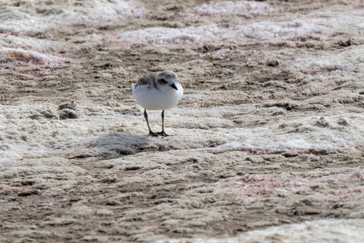 Snowy Plover - ML623159495