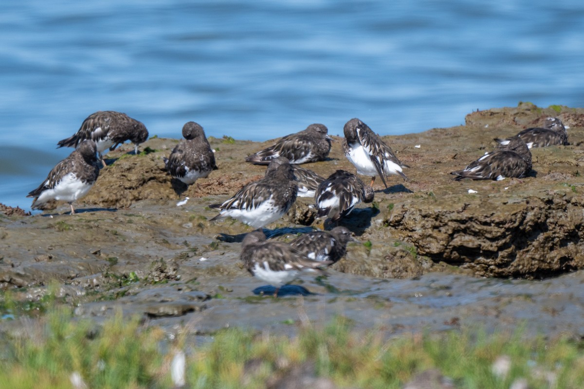 Black Turnstone - ML623159511