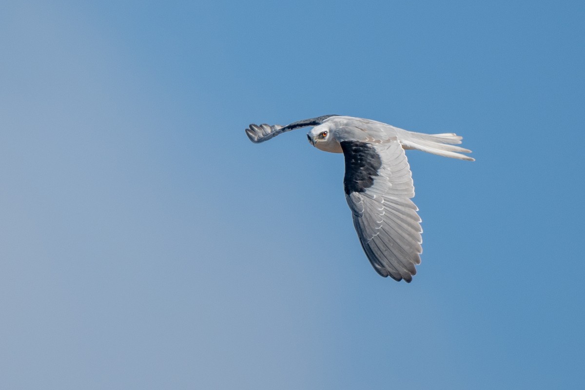 White-tailed Kite - ML623159523