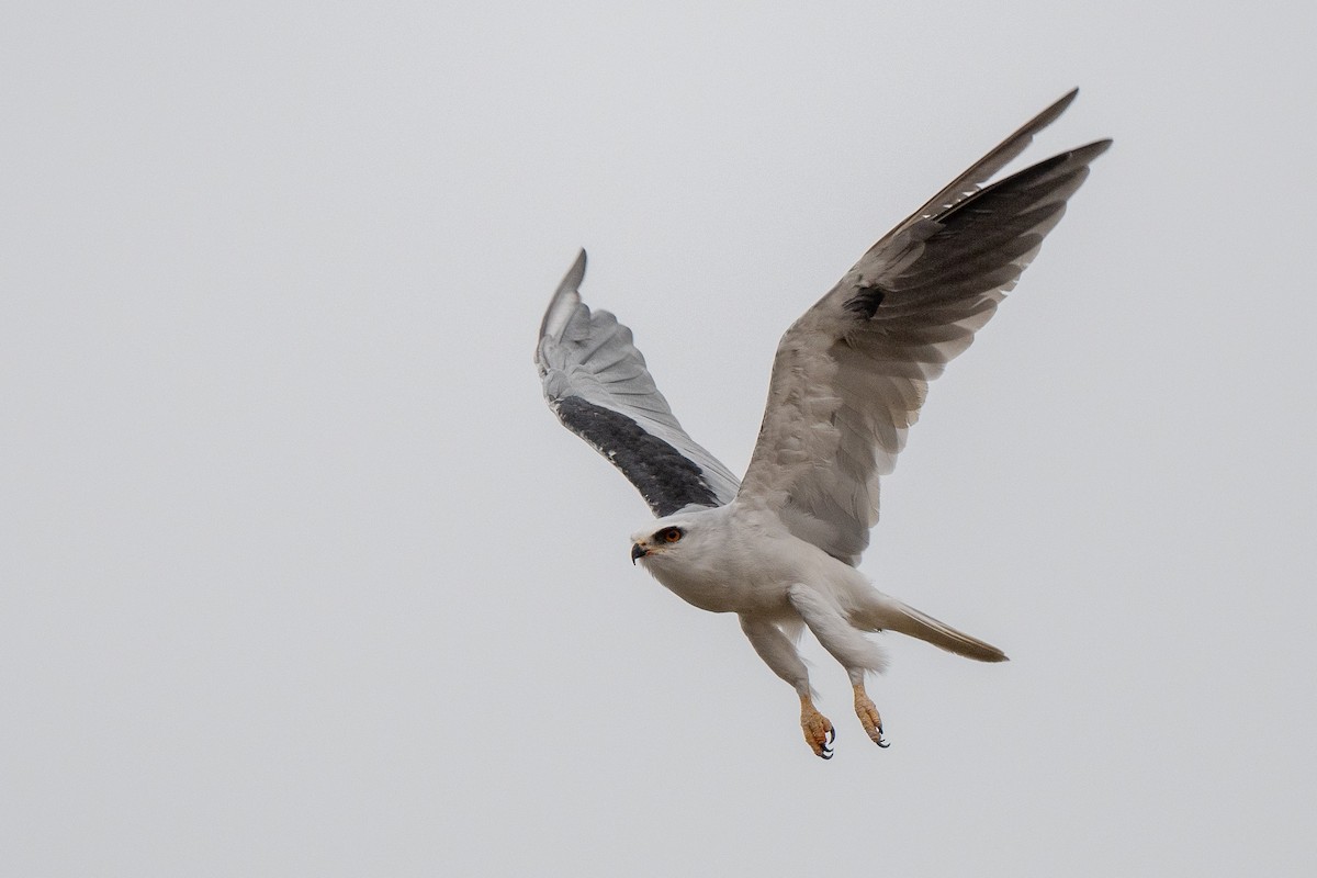 White-tailed Kite - ML623159526