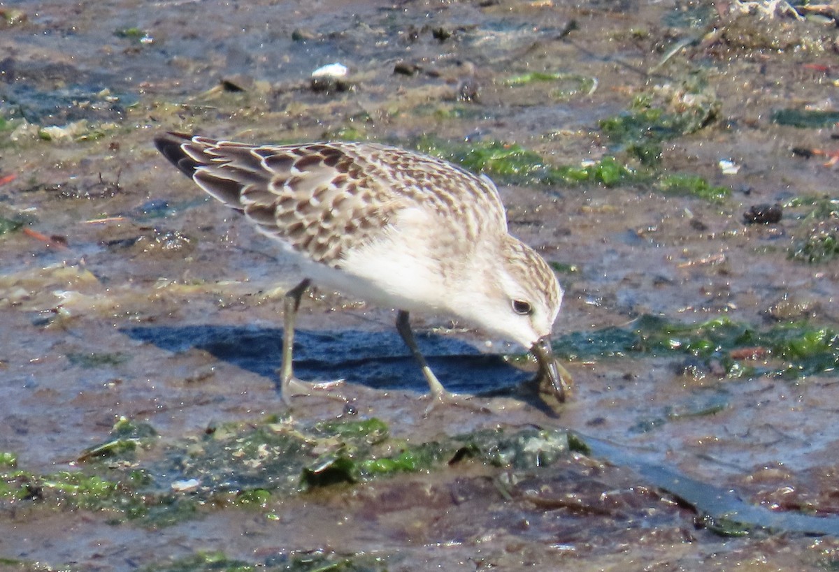 Semipalmated Sandpiper - Kathryn Clouston