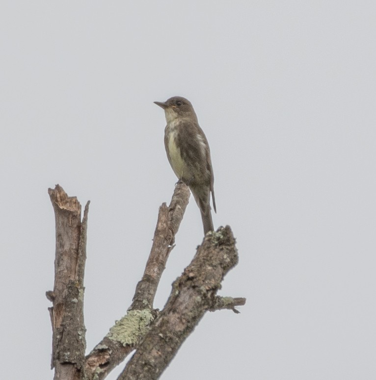 Olive-sided Flycatcher - ML623159570