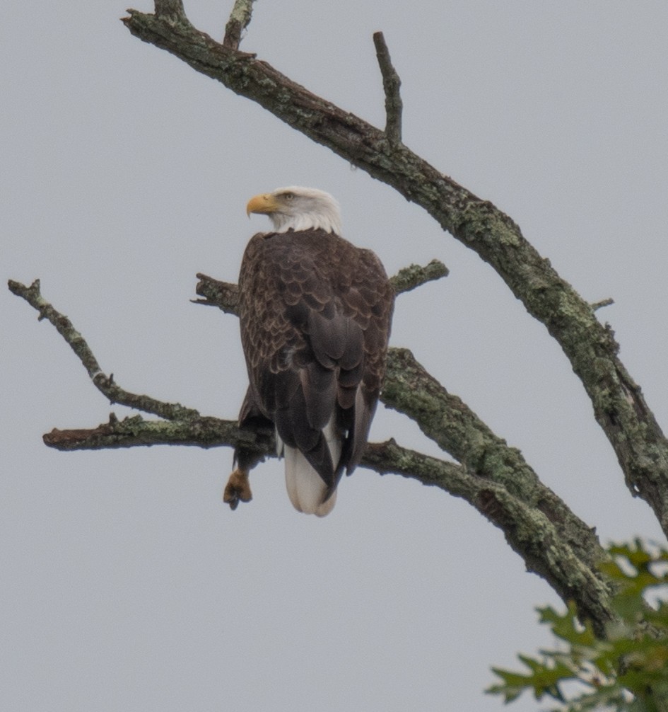 Bald Eagle - ML623159589