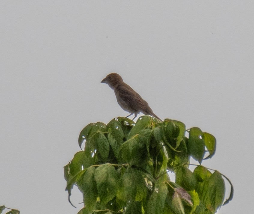 Blue Grosbeak - ML623159594