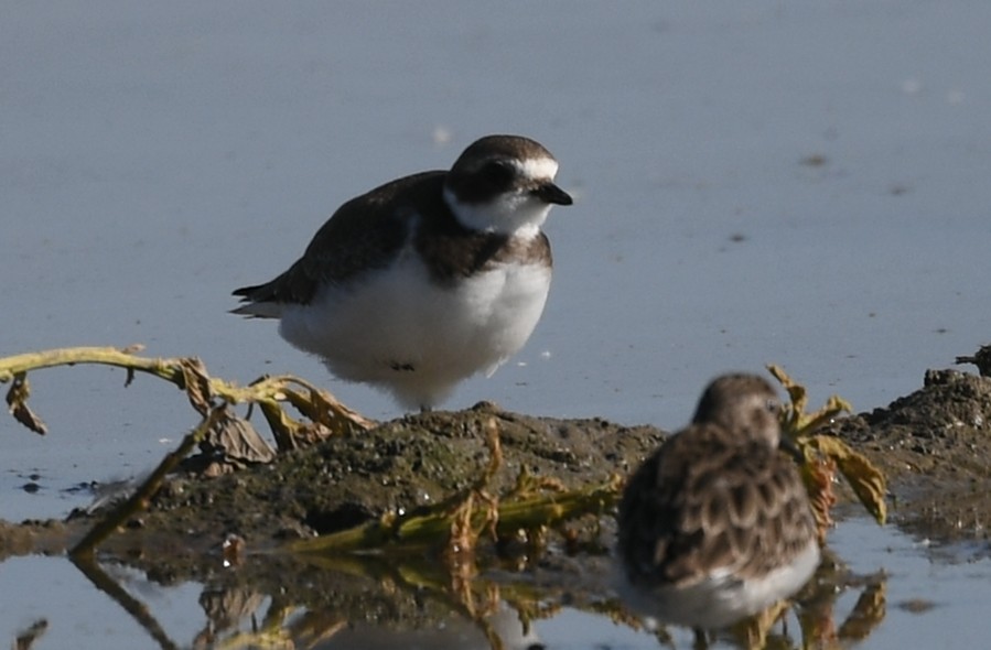 Semipalmated Plover - ML623159597