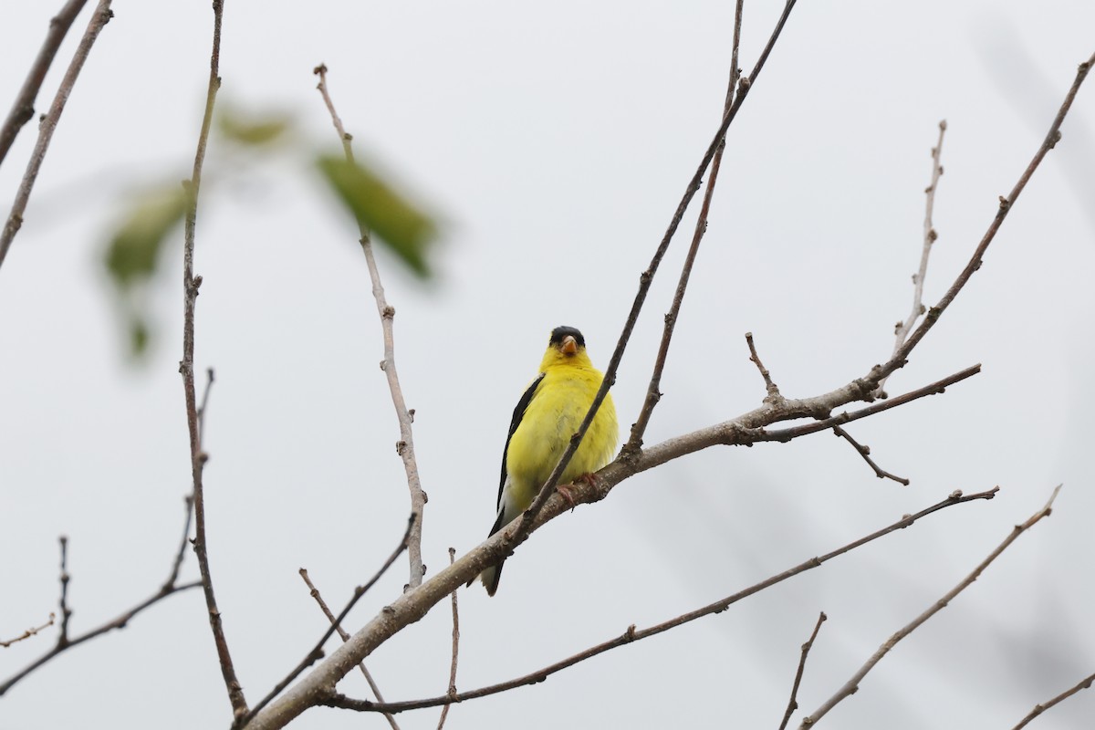 American Goldfinch - ML623159604