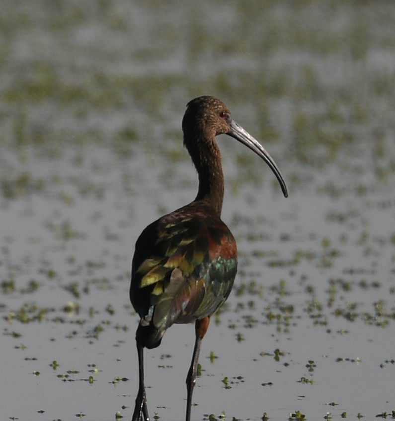 White-faced Ibis - ML623159605