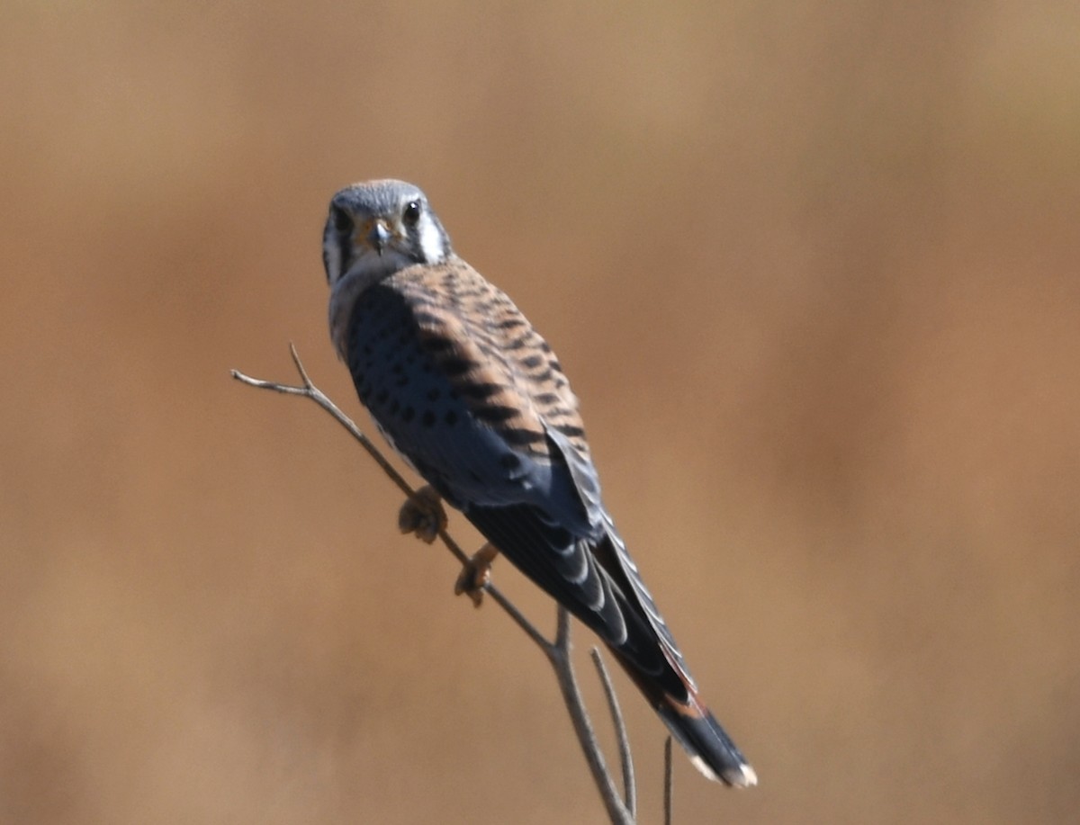 American Kestrel - ML623159624