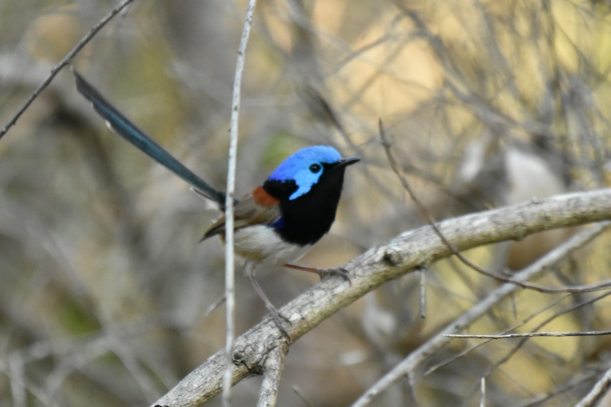 Variegated Fairywren - ML623159660
