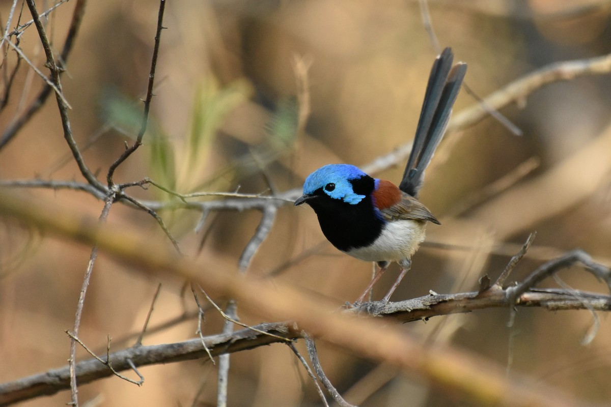 Variegated Fairywren - ML623159661
