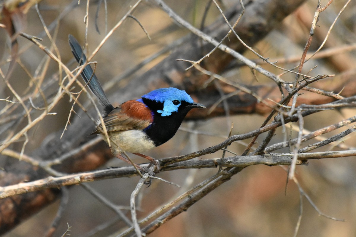 Variegated Fairywren - ML623159662
