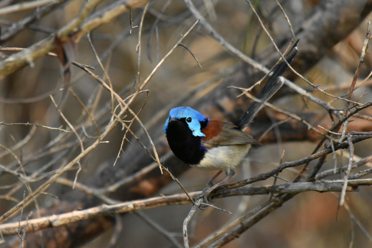 Variegated Fairywren - ML623159663