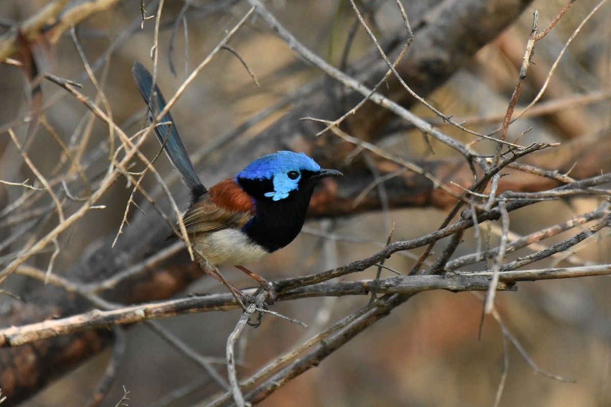 Variegated Fairywren - ML623159664