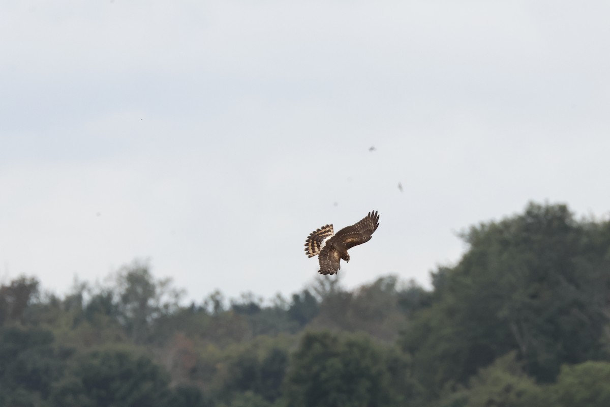 Northern Harrier - ML623159667