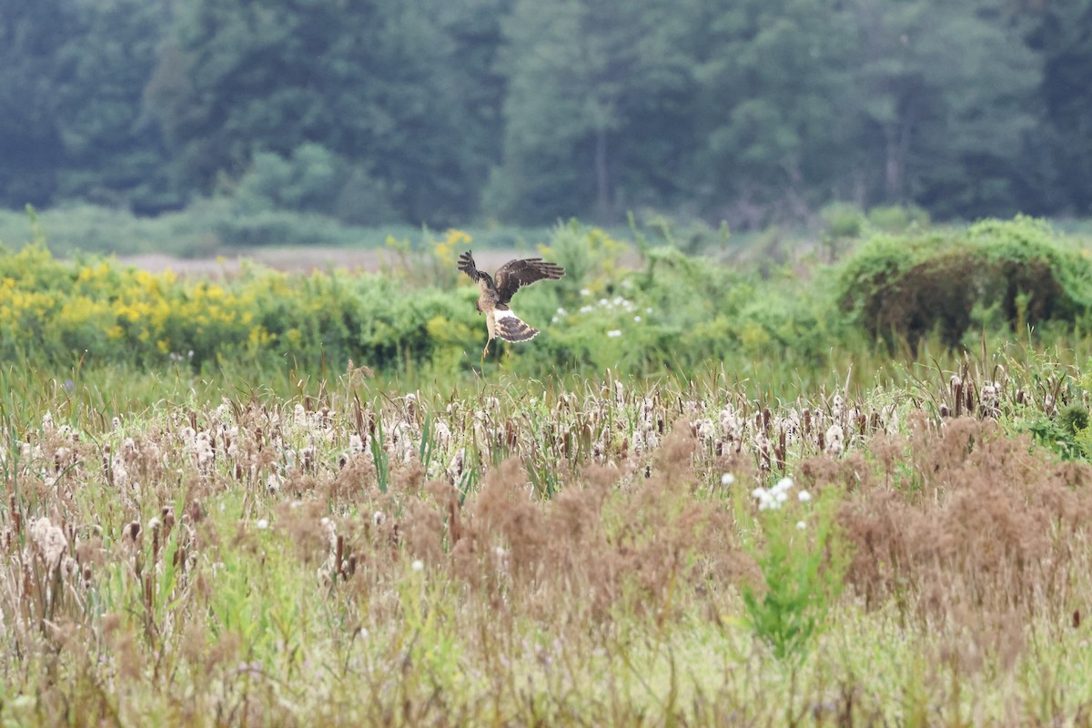 Northern Harrier - ML623159672