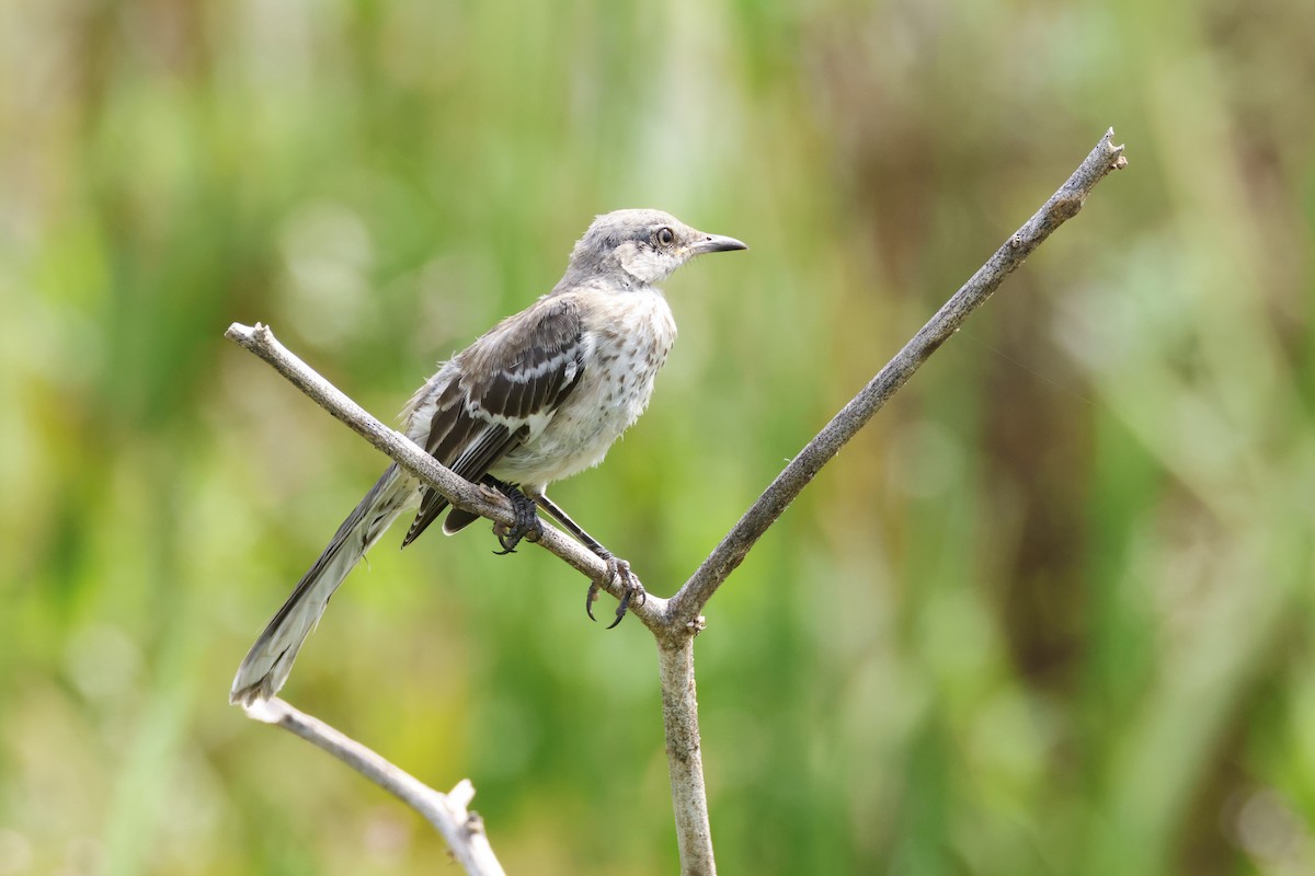 Northern Mockingbird - ML623159685