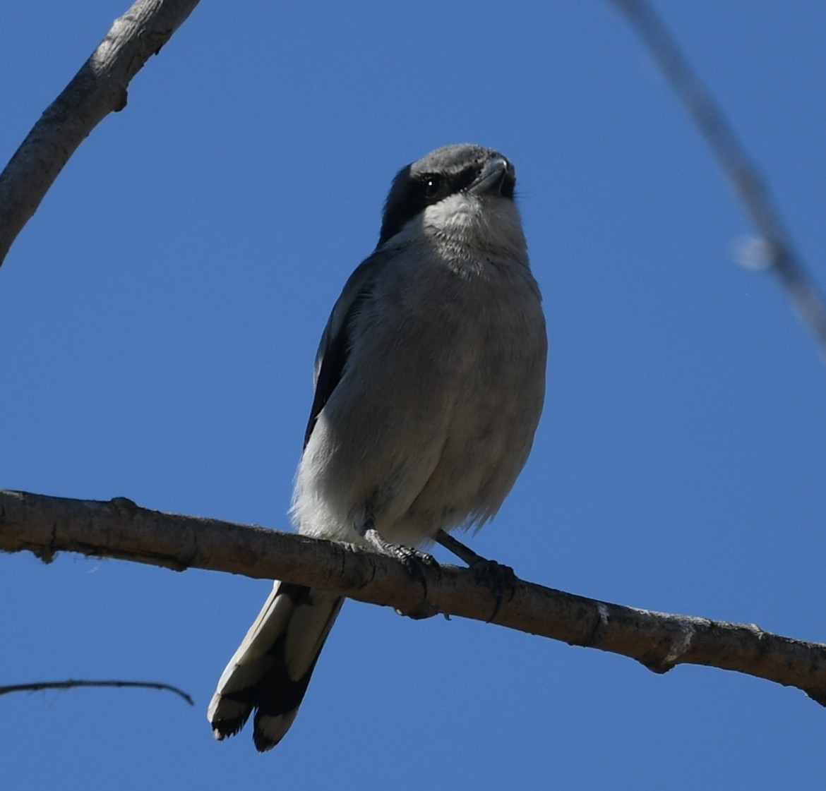 Loggerhead Shrike - ML623159719