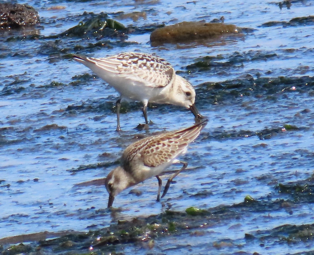 Sanderling - ML623159723