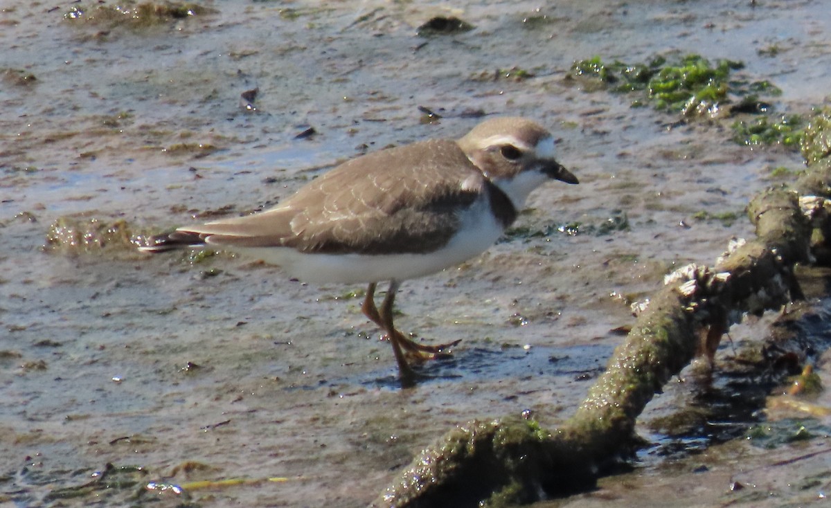 Semipalmated Plover - ML623159785