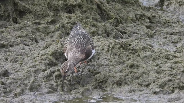 Ruddy Turnstone - ML623159847