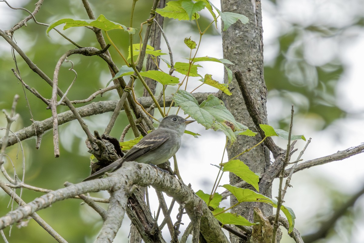 Eastern Wood-Pewee - ML623159853