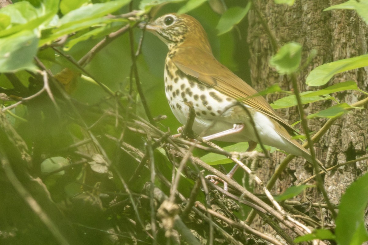 Wood Thrush - ML623159882