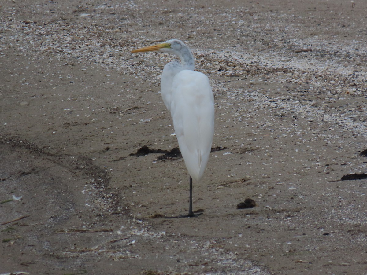 Great Egret - Greg Keast