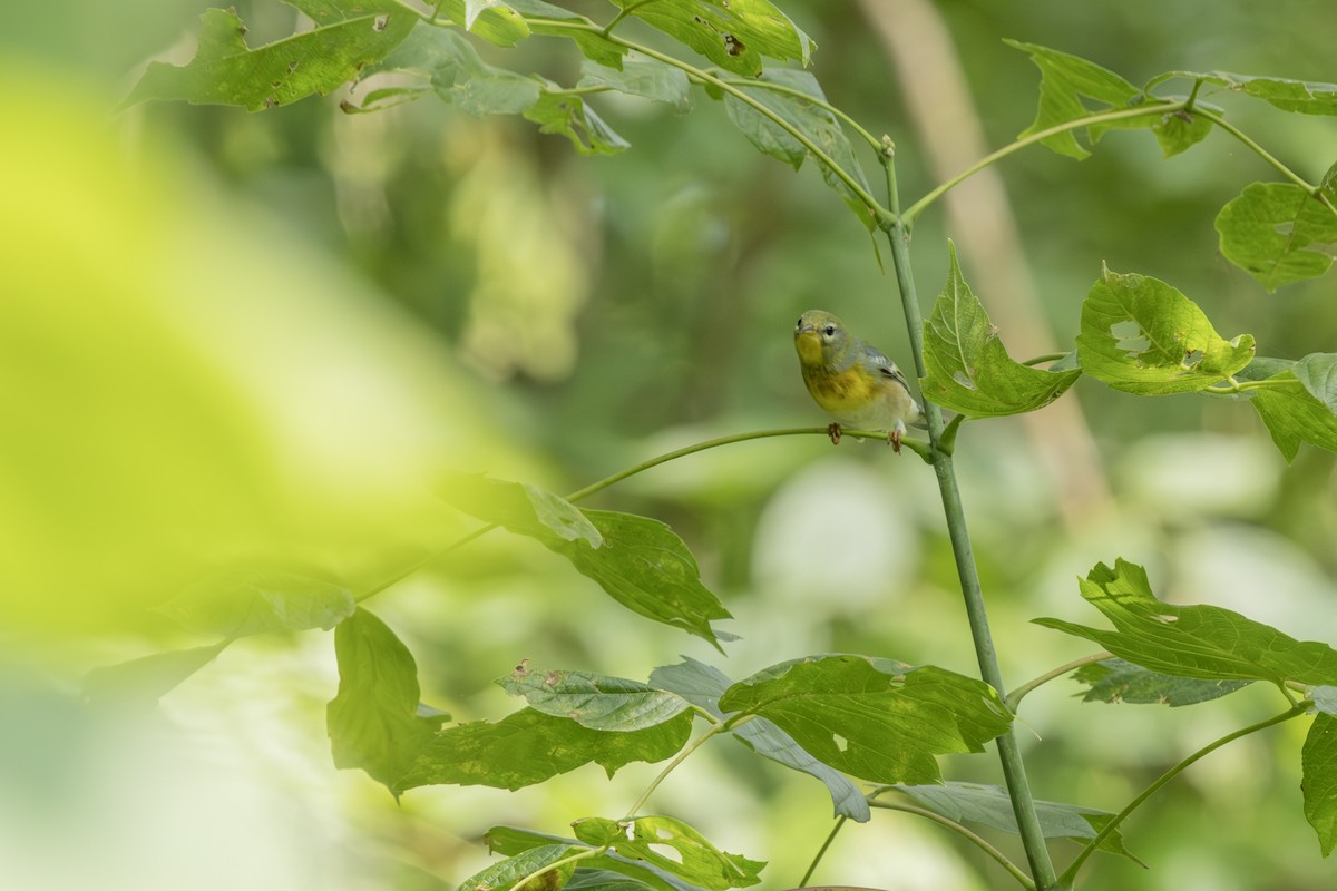 Northern Parula - ML623159919