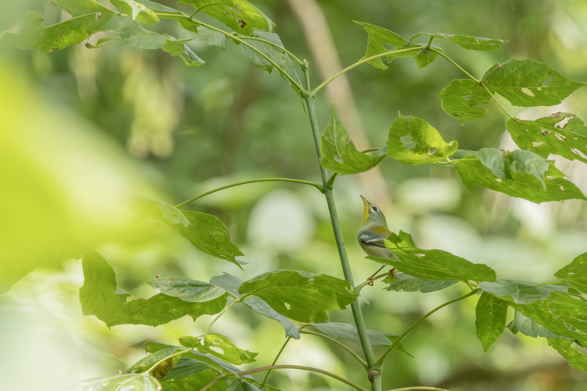 Northern Parula - ML623159920