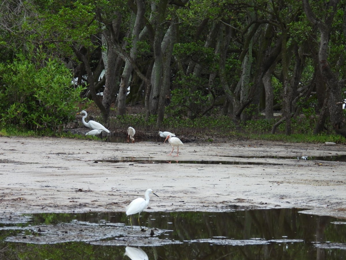 Great Egret - ML623159927