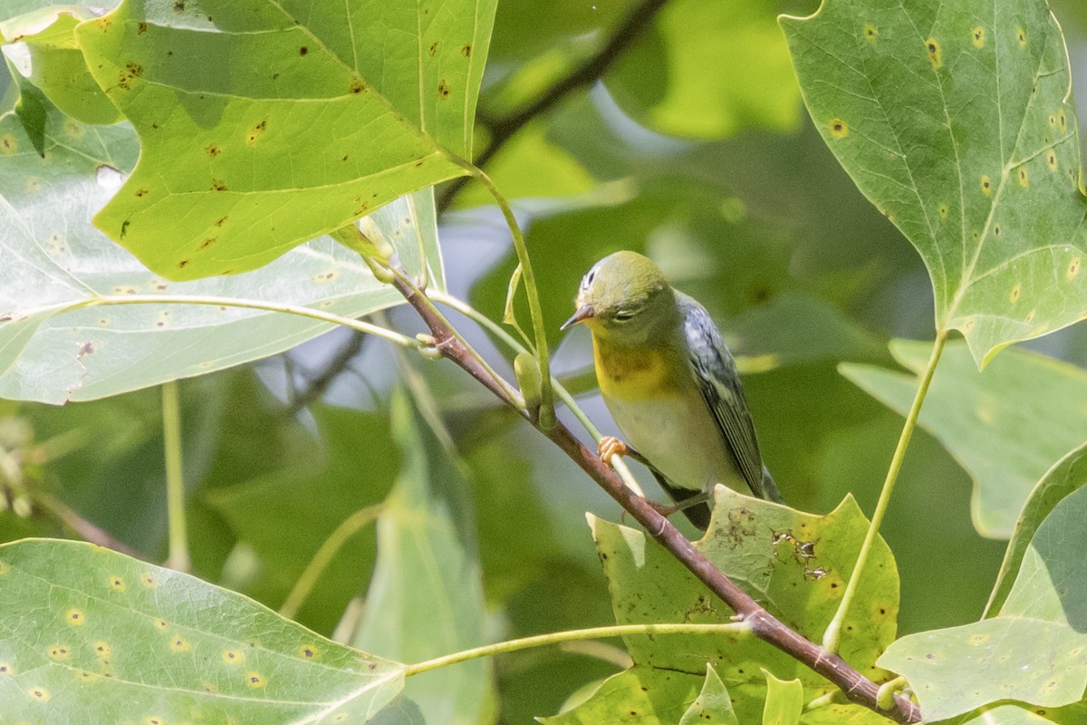 Northern Parula - ML623159933