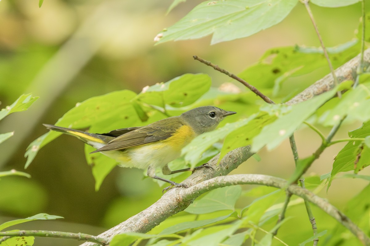 American Redstart - ML623159950