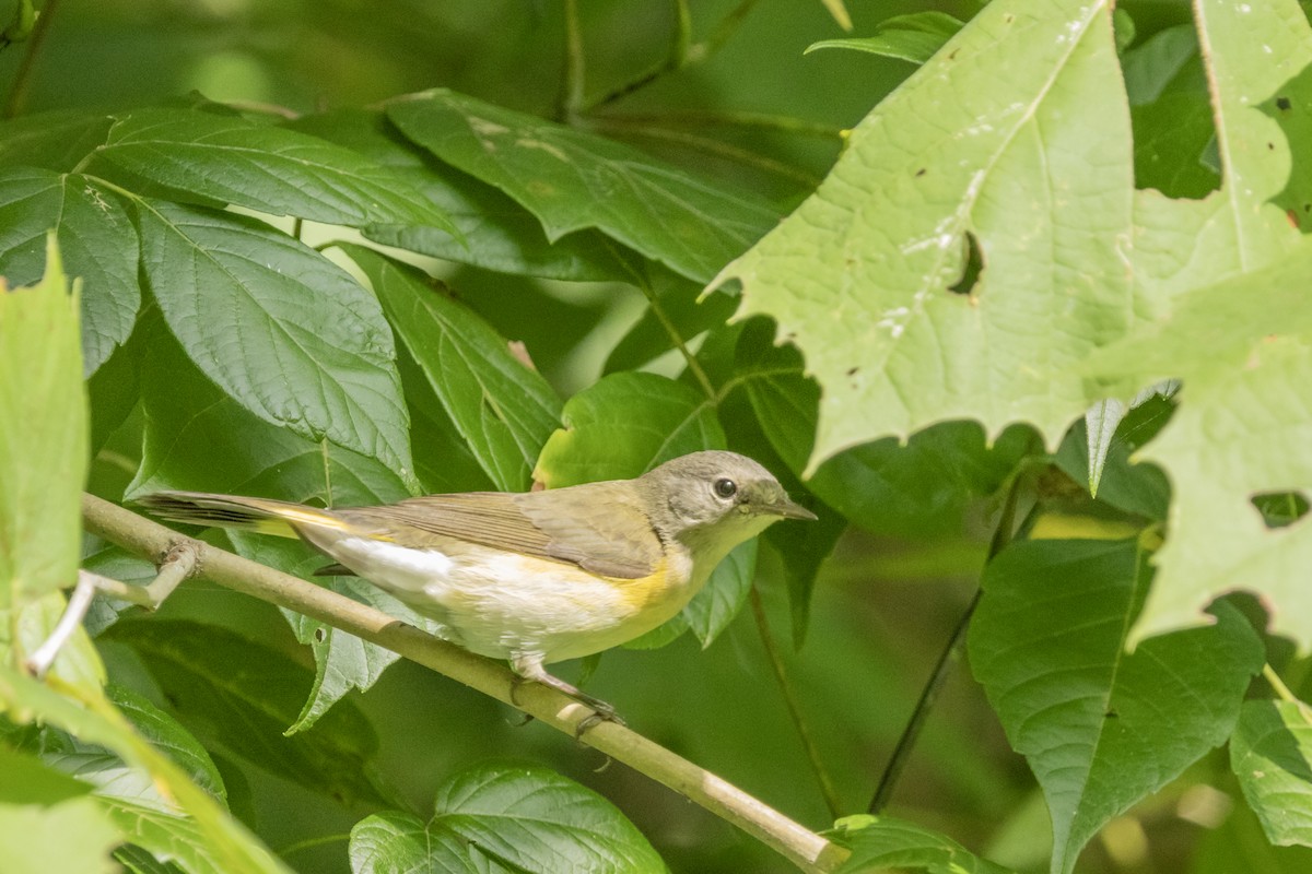 American Redstart - ML623159951