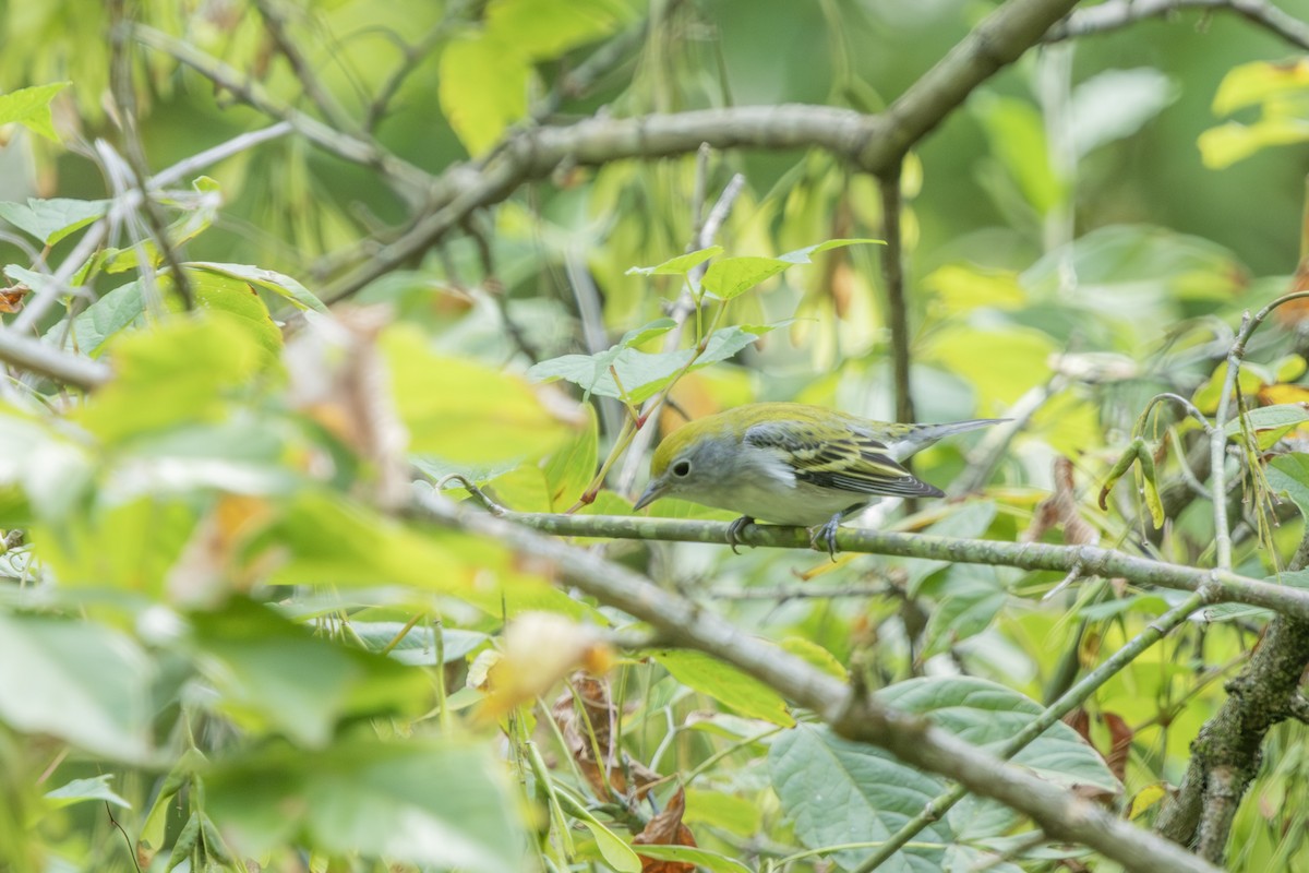 Chestnut-sided Warbler - ML623159963