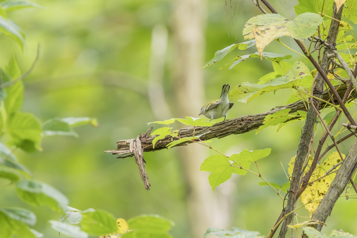 Chestnut-sided Warbler - Liz Pettit