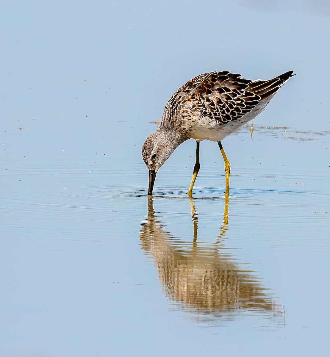 Stilt Sandpiper - ML623159967
