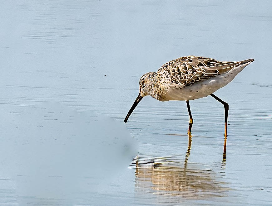 Stilt Sandpiper - ML623159987