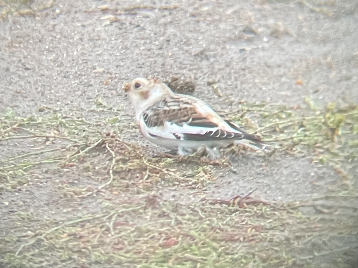 Snow Bunting - ML623160020