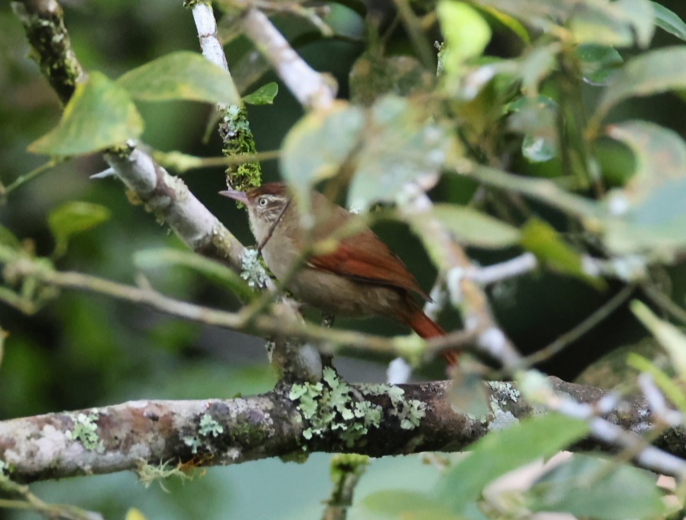 Streak-capped Spinetail - ML623160024