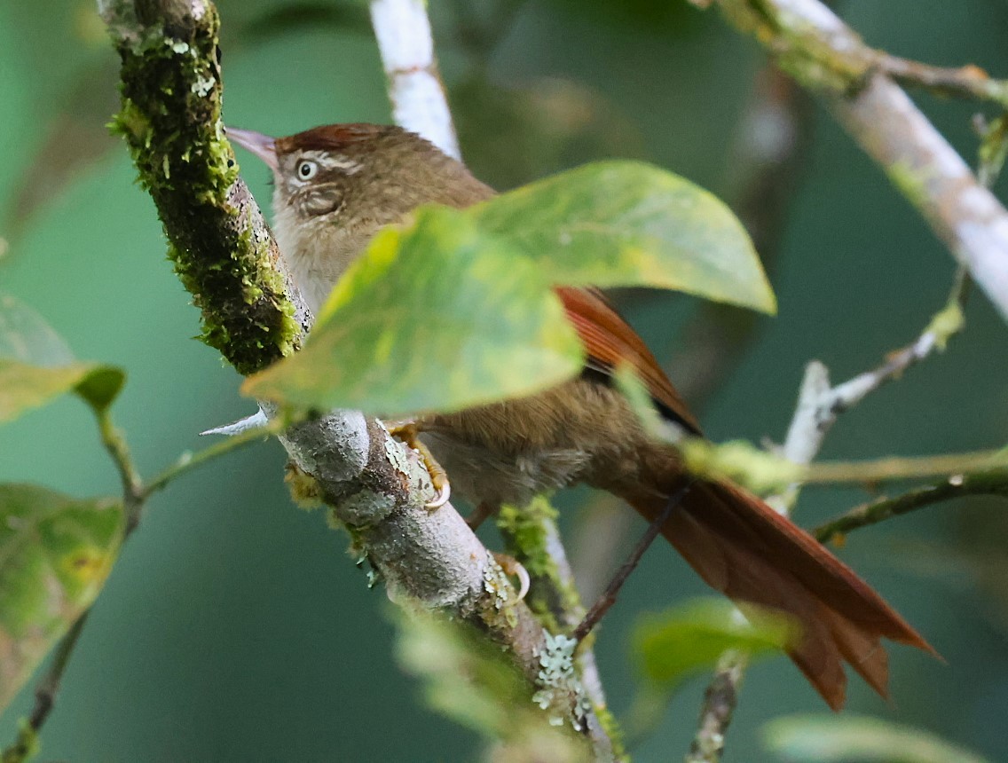 Streak-capped Spinetail - ML623160025