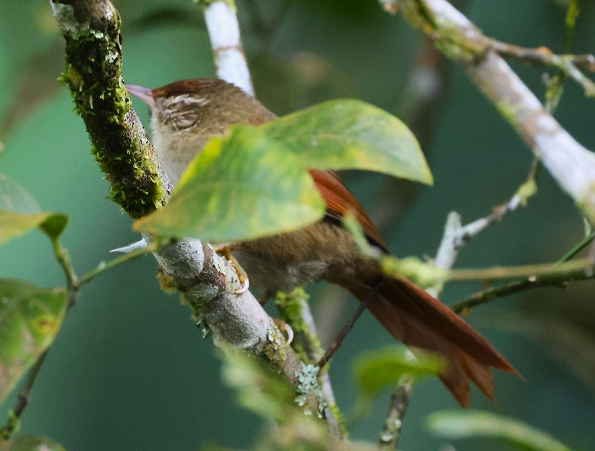 Streak-capped Spinetail - ML623160026