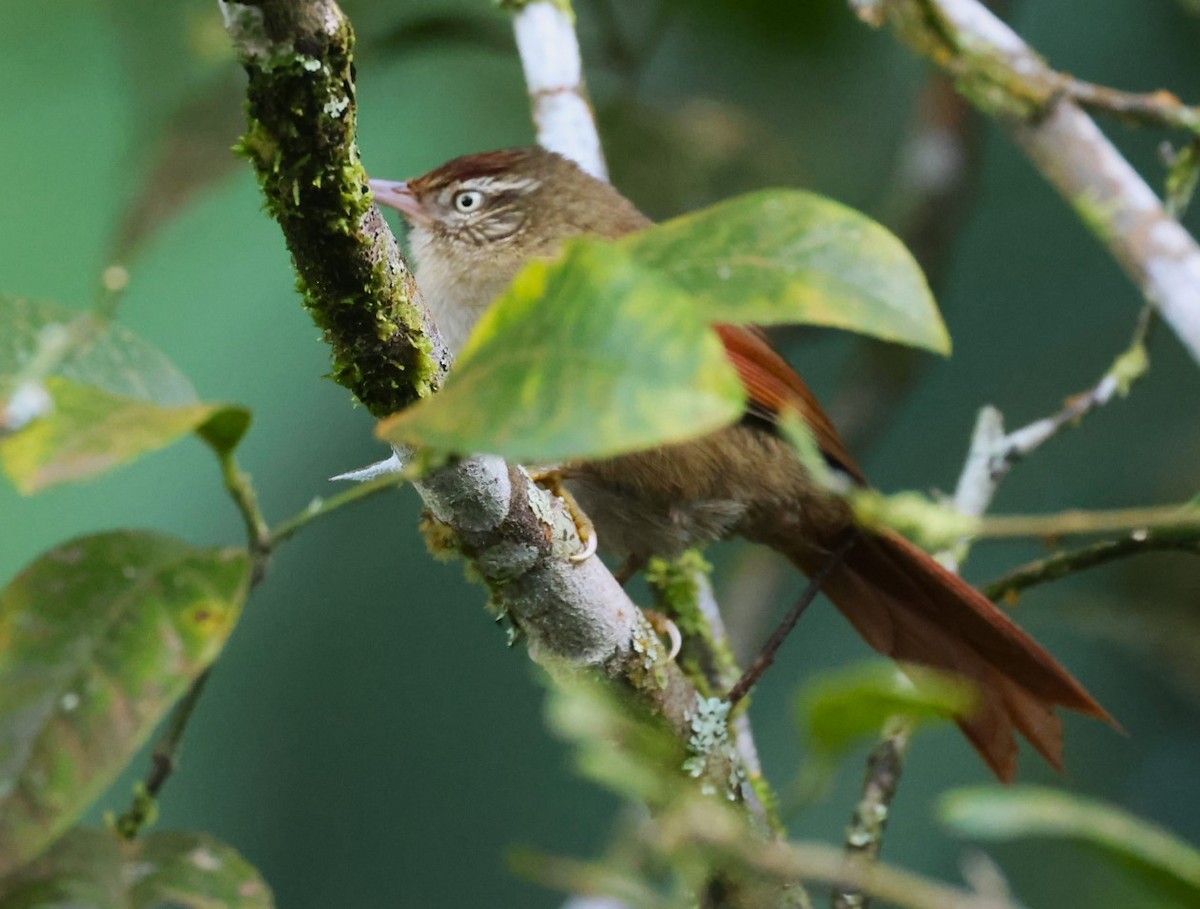 Streak-capped Spinetail - ML623160027