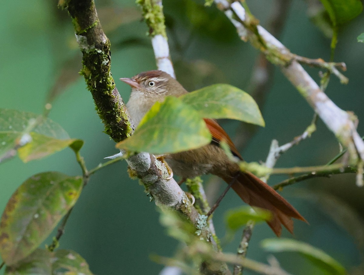 Streak-capped Spinetail - ML623160028