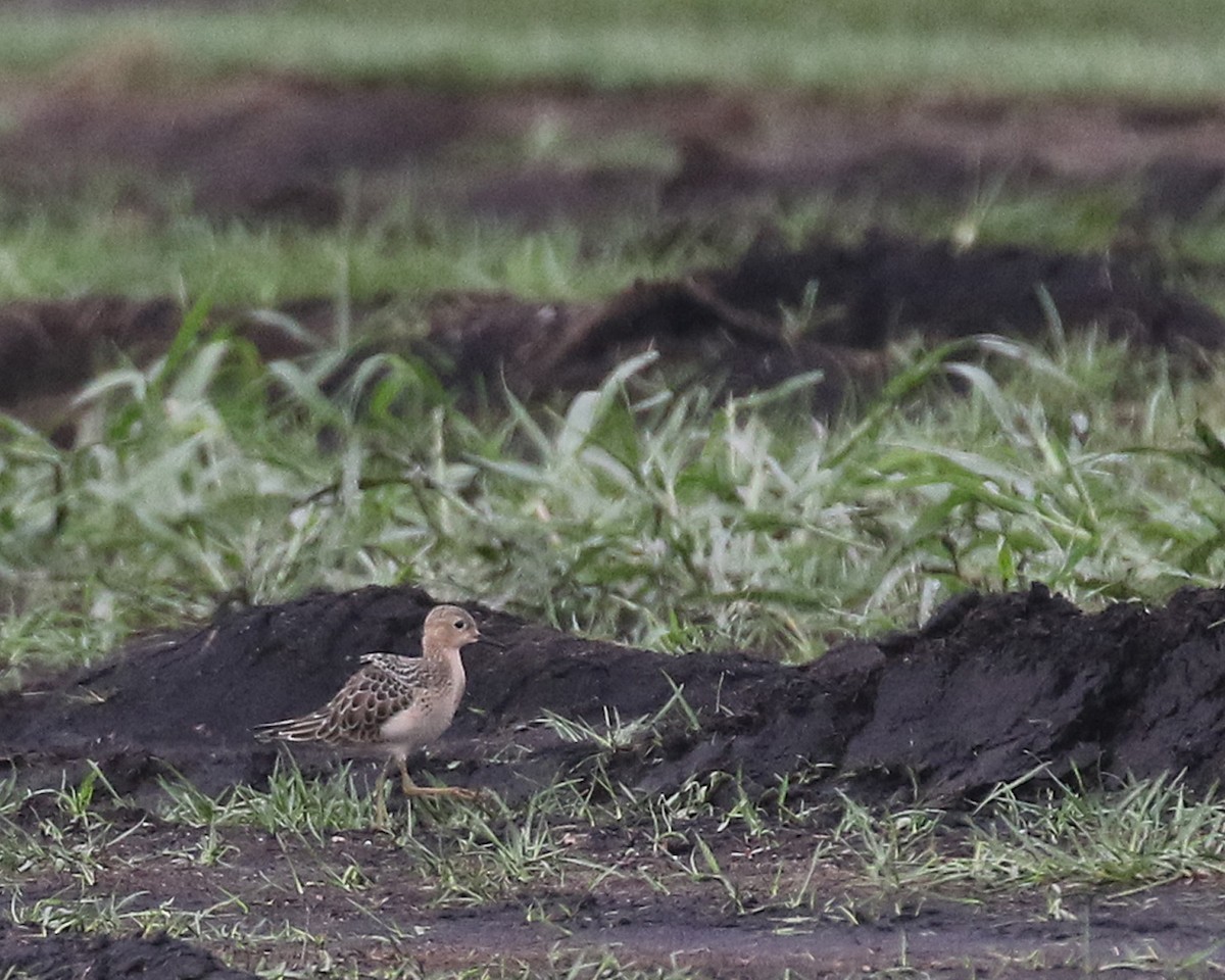 Buff-breasted Sandpiper - Linda Scrima