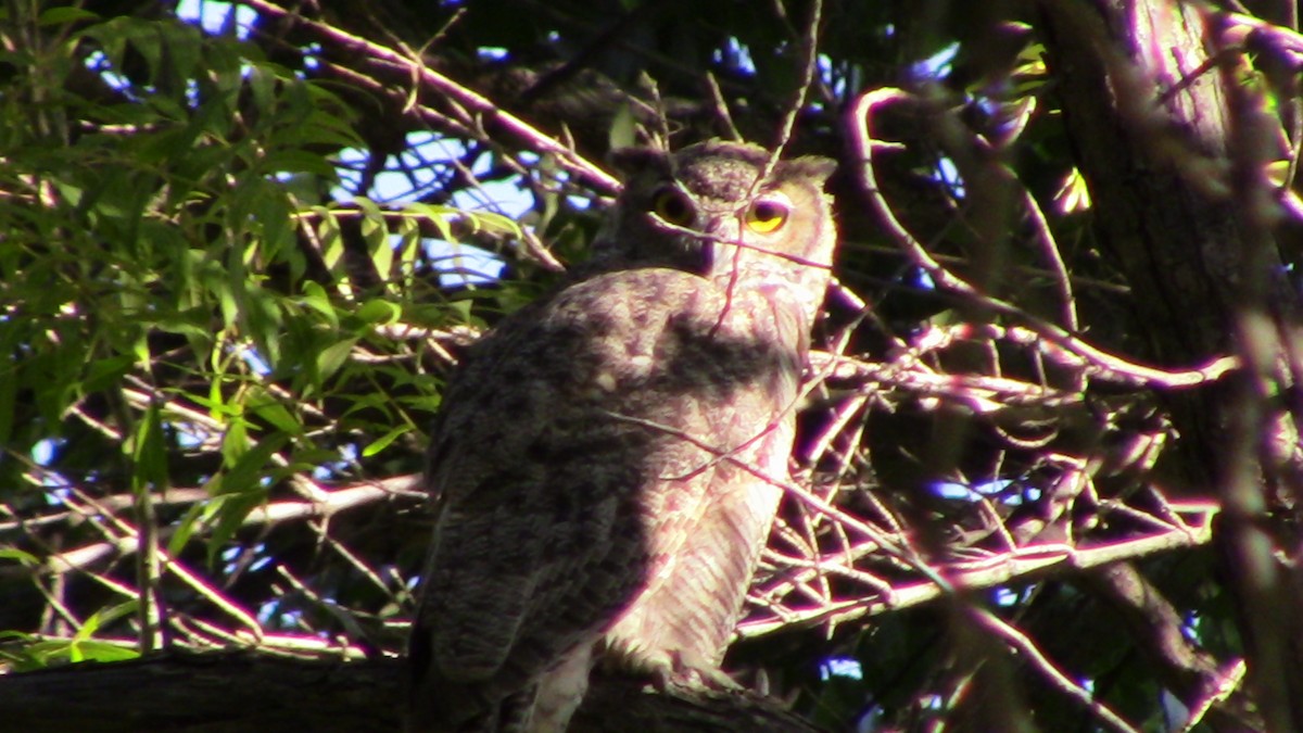 Great Horned Owl - ML623160035