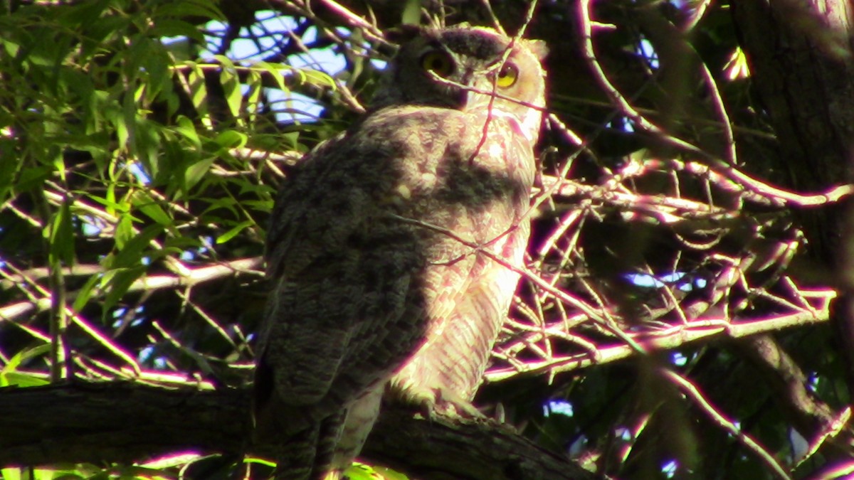 Great Horned Owl - ML623160041