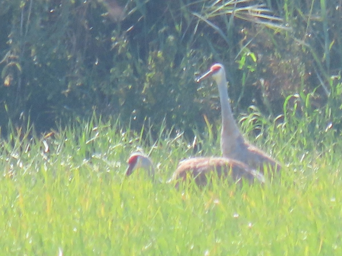 Sandhill Crane - ML623160047